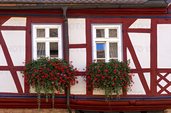 Geranium (Pelargonium sp.) window of an old half-timbered house