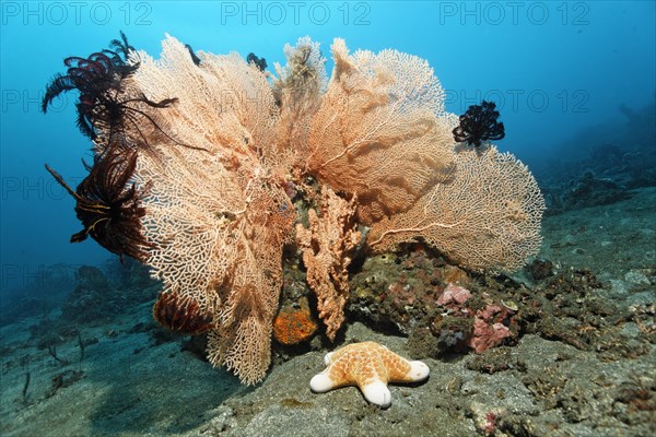 Gorgonia or Sea fan (Anella sp.) with black Crinoids (Comantula rotalarius) and Big-plated Sea Star (Choriaster granulatus)