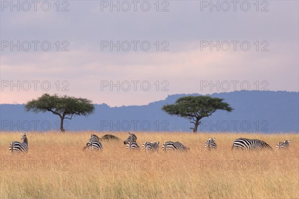 Grant's Zebras (Equus quagga boehmi)