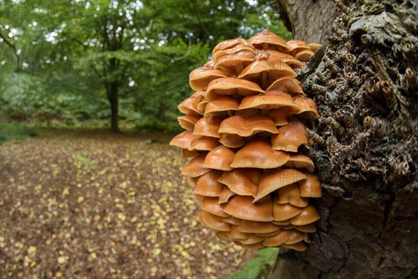 Velvet Shank Fungus (Flammulina velutipes) fruiting bodies