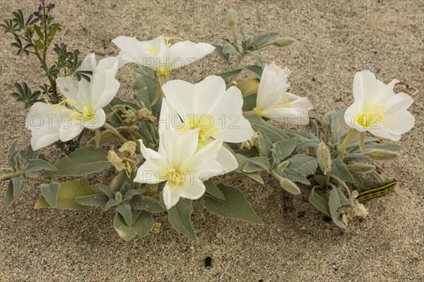 Dune evening primrose (Oenothera deltoides) in flower in Anza-Borrego