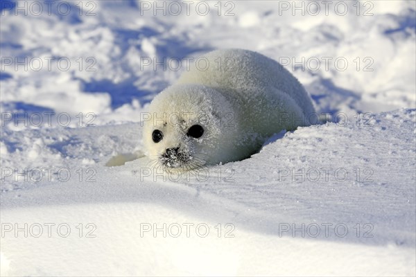 Harp Seal or Saddleback Seal (Pagophilus groenlandicus