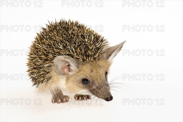 Egyptian Long-eared Hedgehog (Hemiechinus auritus aegypticus)