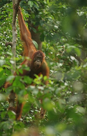 Bornean Orangutan (Pongo pygmaeus)