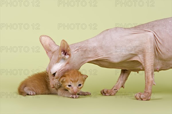 Peterbald cat