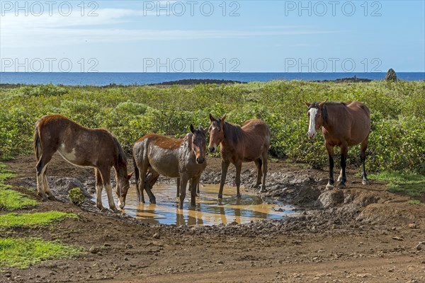 Feral horses on the Pacific coast