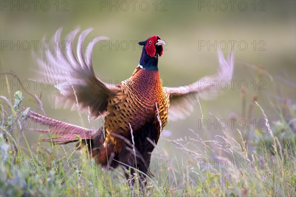 Pheasant (Phasianus colchicus) courtship