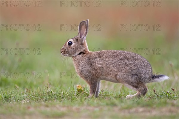 European Rabbit or Common Rabbit (Oryctolagus cuniculus)