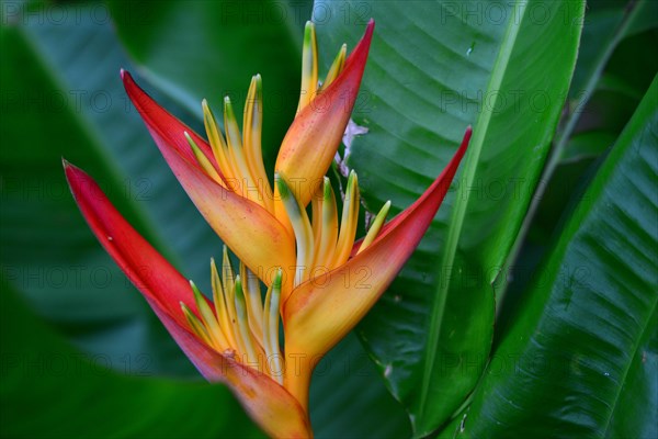 False Bird-Of-Paradise (Heliconia psittacorum)