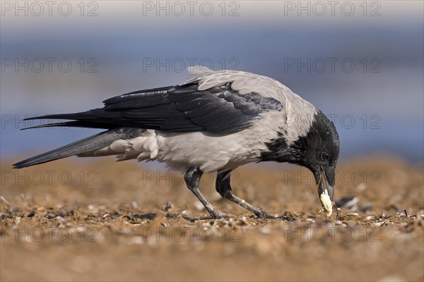 Hooded Crow (Corvus corone cornix)