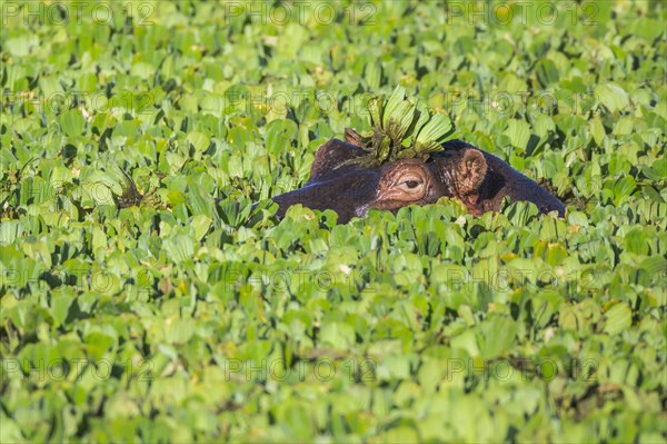 Hippopotamus (Hippopotamus amphibius) in a pond covered with water lettuce