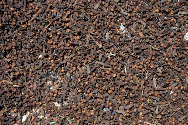 Cloves (Syzygium aromaticum)