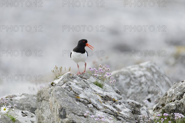 Eurasian Oystercatcher (Haematopus ostralegus) adult