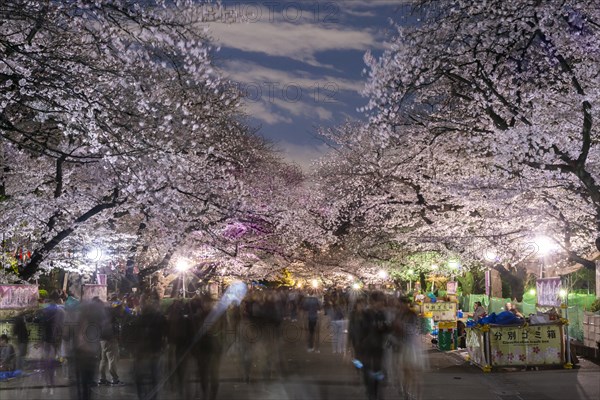 Flowering cherry trees at dusk in springtime