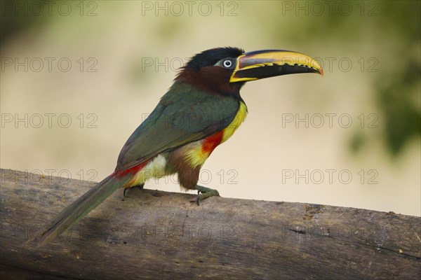 Chestnut-eared Aracari (Pteroglossus castanotis)