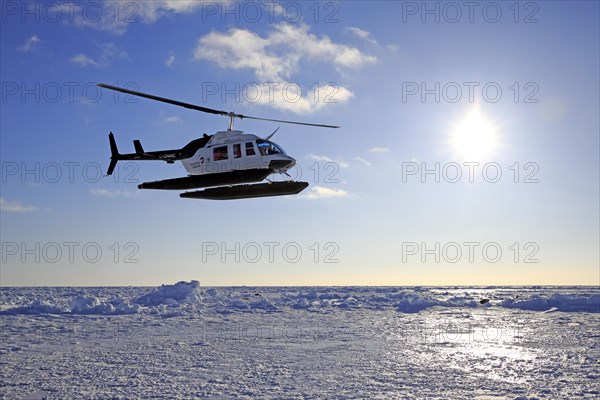 Helicopter trip to watch Harp Seals or Saddleback Seals
