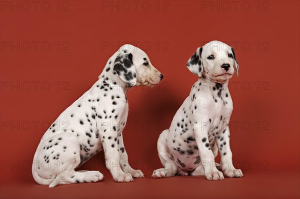 Two Dalmatian puppies