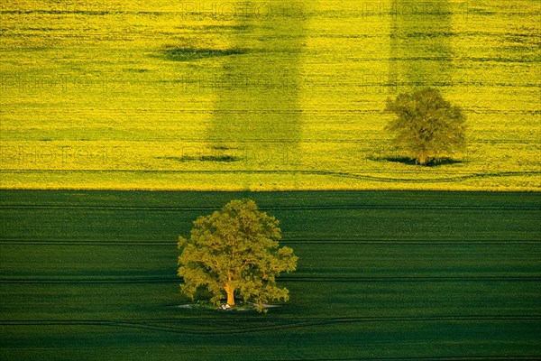 Trees in a green field and a flowering rape feed
