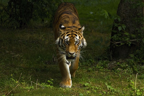 Tiger (Panthera tigris)