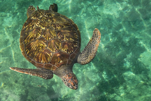 Turtle in Kelonia Aquarium