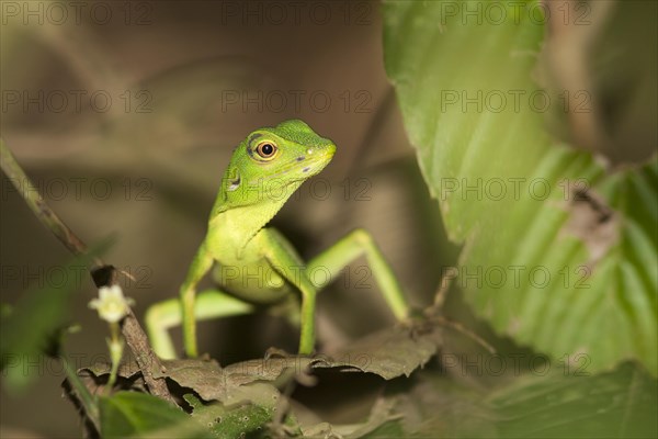 Green Tree Lizard (Bronchocoela cristatella)