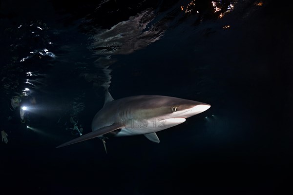 Silky Shark (Carcharhinus falciformis)