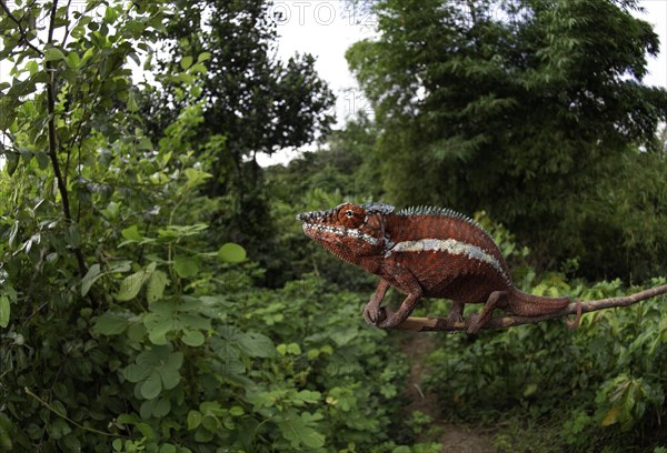 Panther chameleon male (Furcifer pardalis)