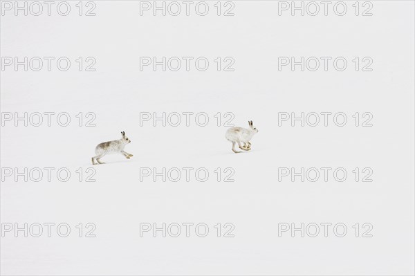 Mountain Hare (Lepus timidus) adult pair