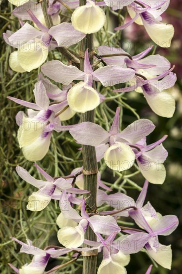 Panicles of an Orchid (Dendrobium pierardii)