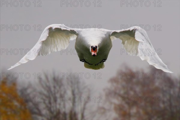 Mute Swan (Cygnus olor) in flight