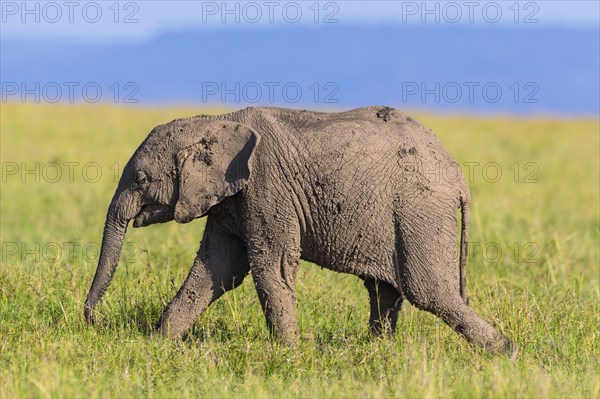 Young African elephant (Loxodonta africana)