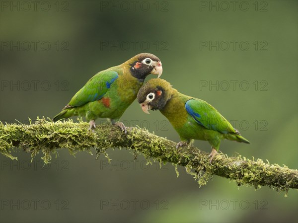 Two Brown-hooded Parrots (Pyrilia haematotis)