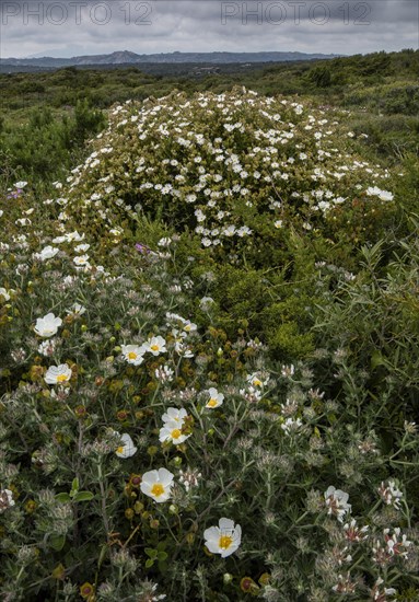 Dense low maquis / garrigue