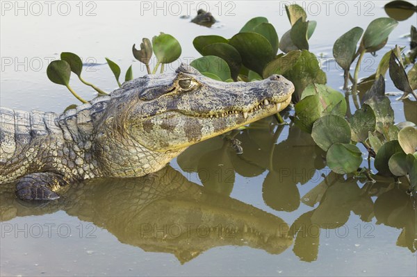 Yacare Caiman (Caiman yacare)