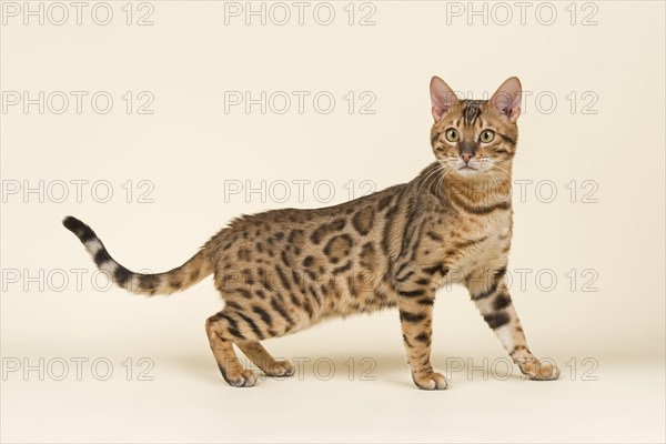 Bengal cat