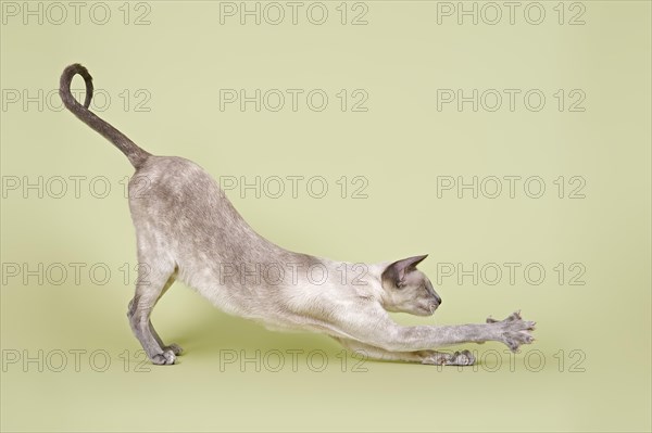 Siamese cat