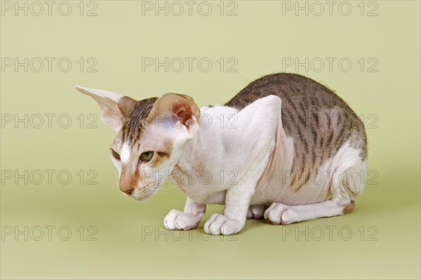 Peterbald cat