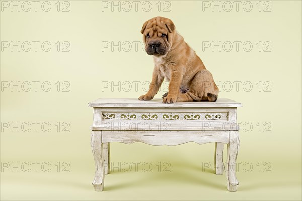 Shar Pei puppy