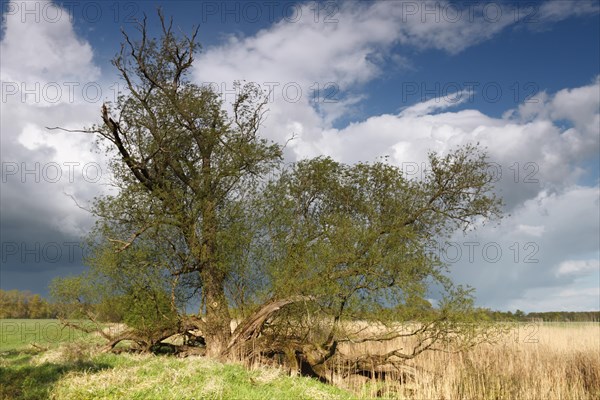 Softwood floodplains