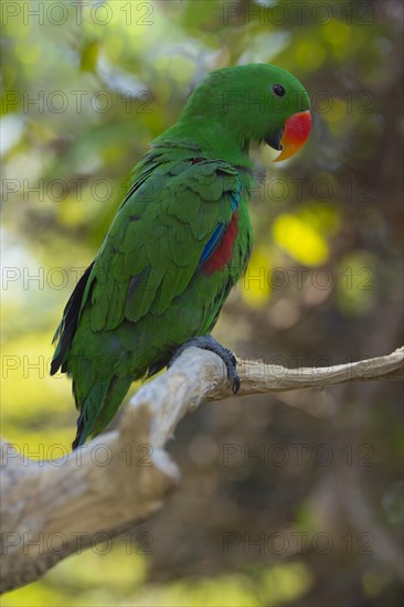 Male Eclectus Parrot (Eclectus roratus)