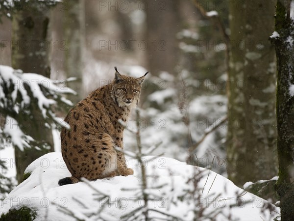 Eurasian Lynx (Lynx lynx)