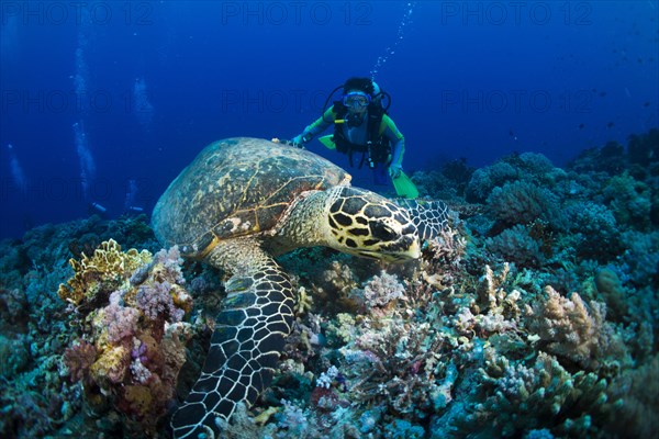 Diver watching a Hawksbill Sea Turtle (Eretmochelys imbricata)