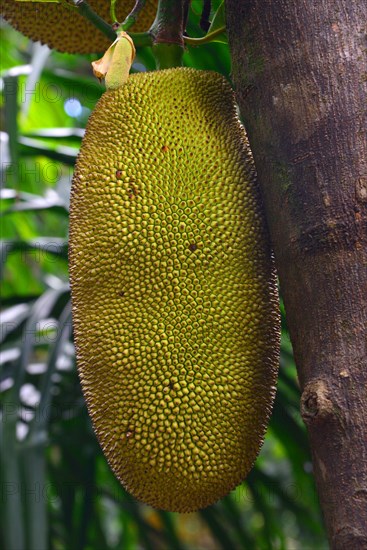 Jackfruit (Artocarpus heterophyllus)