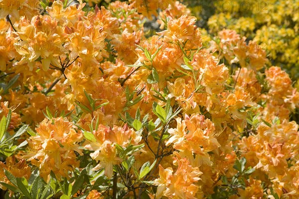 Blooming yellow Rhododendron (Rhododendron molle)