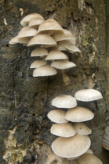 Porcelain Fungus (Oudemansiella mucida)