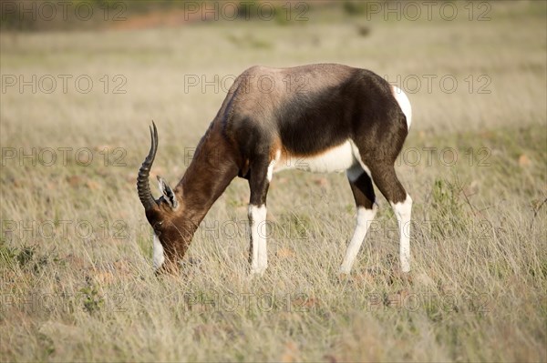 Blesbok or Bontebok (Damaliscus pygargus)