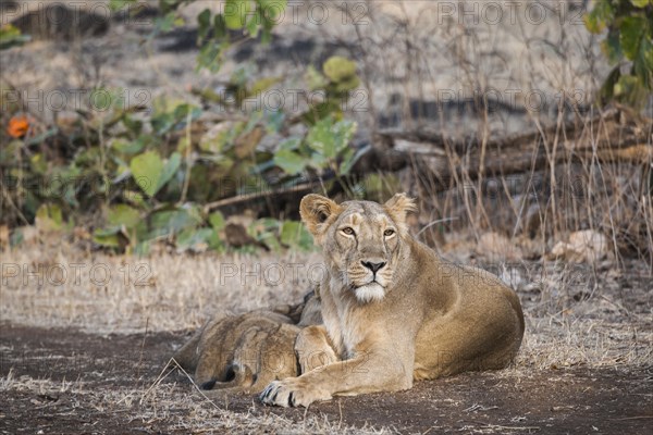 Asiatic lion (Panthera leo persica)