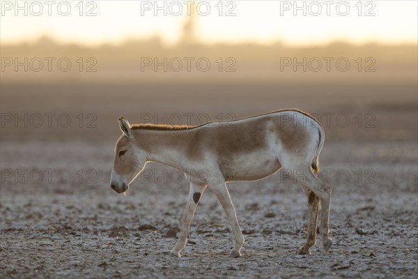 Onager or Asiatic wild ass (Equus hemionus)