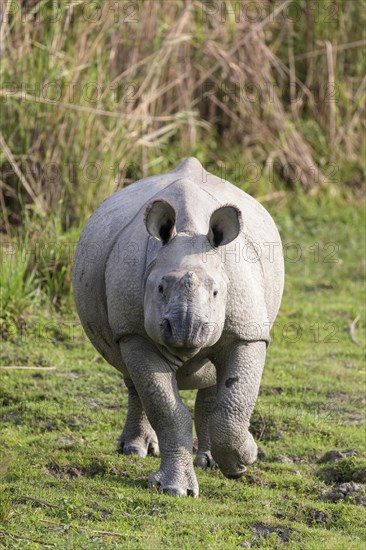 Indian rhinoceros (Rhinoceros unicornis)