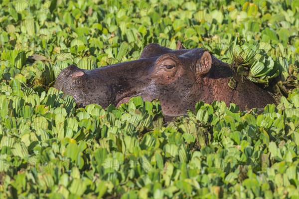 Hippopotamus (Hippopotamus amphibius) in a pond covered with water lettuce